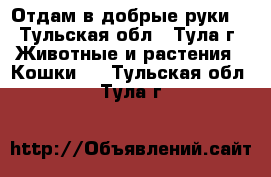 Отдам в добрые руки  - Тульская обл., Тула г. Животные и растения » Кошки   . Тульская обл.,Тула г.